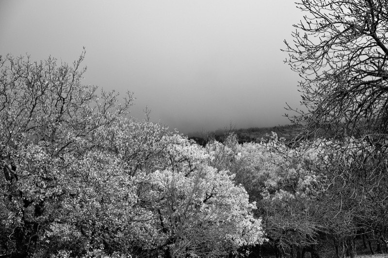 Bosco della Ficuzza, Sicilia