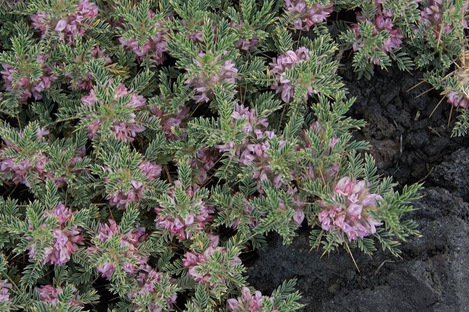 Astragalo siciliano in fiore sulla sabbia vulcanica dell'Etna