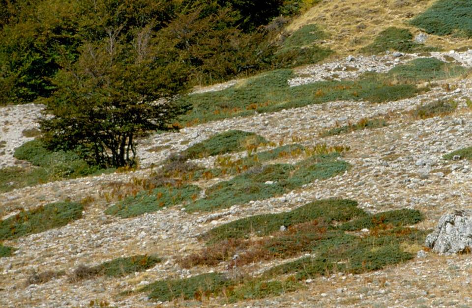 Cuscinetti di vegetazione sui ghiaioni calcarei della conca della Quacella