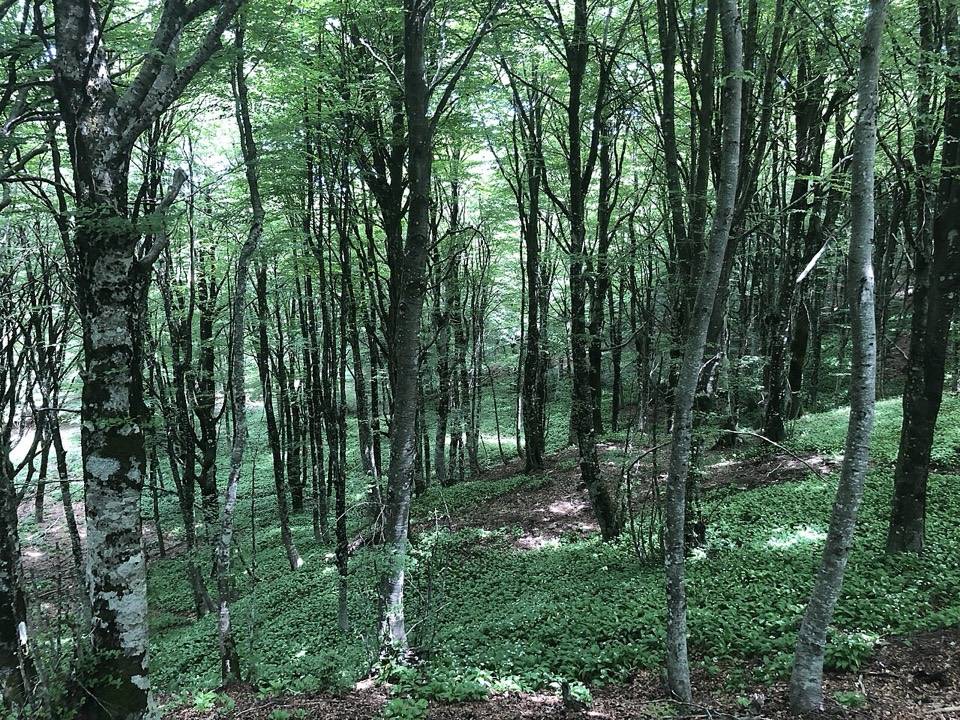 Faggeta dei Nebrodi lungo la dorsale