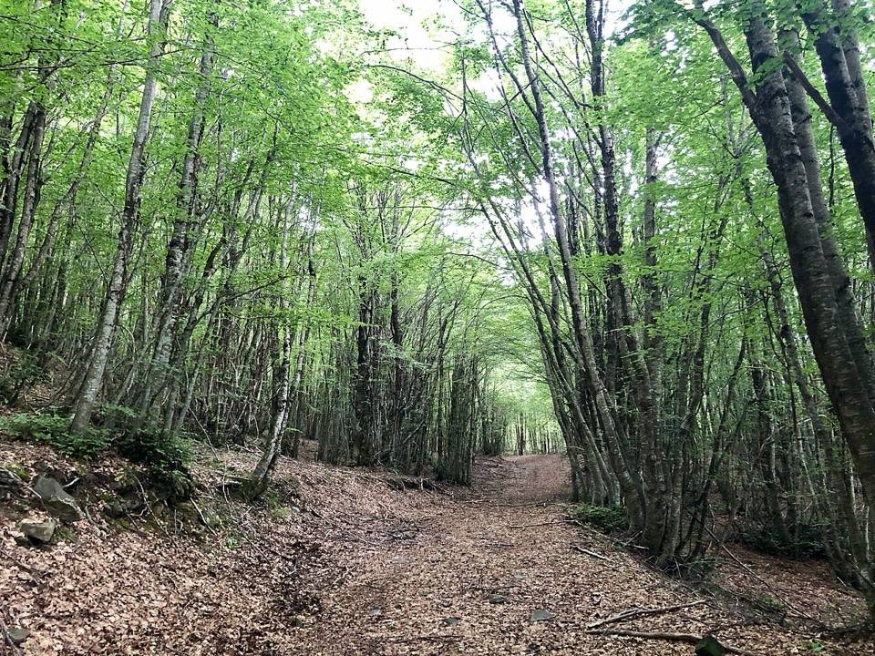 Il sentiero coperto di foglie che attraversa la faggeta dei Nebrodi