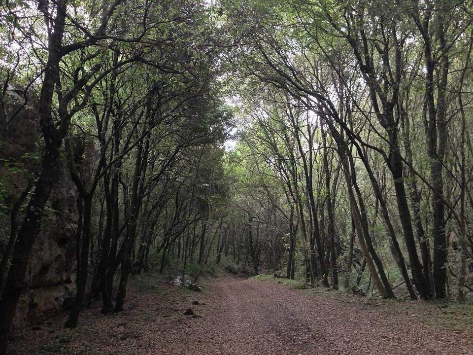 La pista in terra che attraversa il bosco di Giarranauti