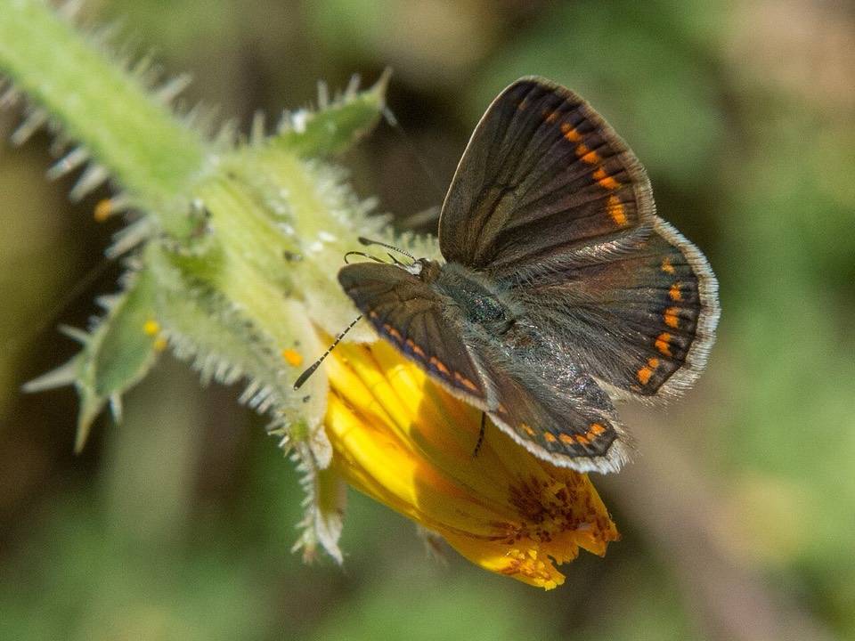 Una farfalla Polyommatus celina posata su un fiore giallo nei dintorni di Ficuzza