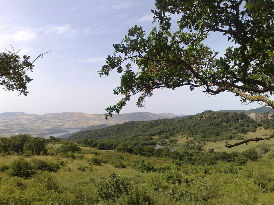Colline e boschi del parco della Ficuzza sotto una grande quercia