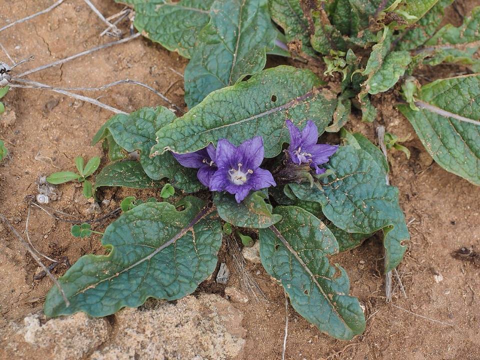 Mandragora autunnale in fiore nella riserva di Vendicari