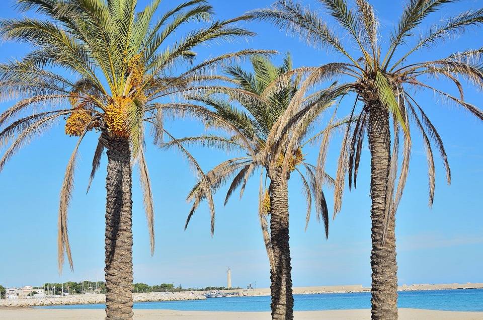 Le palme sulla spiaggia di San Vito lo Capo, con il faro sullo sfondo