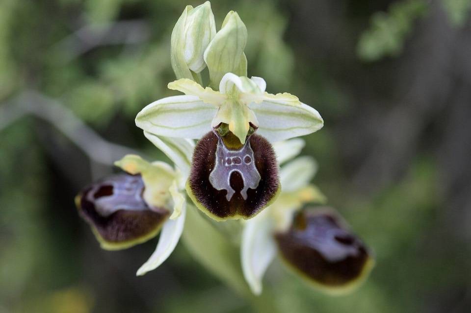 Un'orchidea selvatica, Ophrys arachnitiformis, fiorita nella riserva di Cavagrande