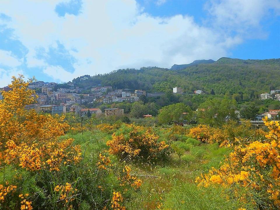 Ginestre in fiore lungo il torrente Patrì, con Fondachelli Fantina sullo sfondo
