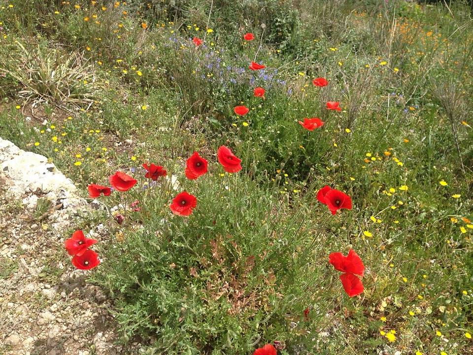 Papaveri e fiori di campo a Pantalica in primavera