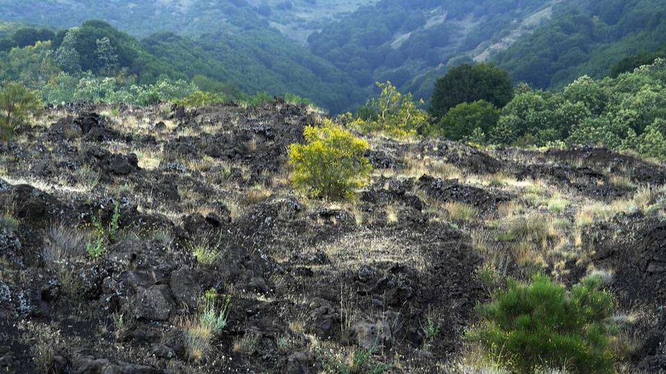 Una vecchia colata lavica coperta di ginestre e arbusti, sul versante est dell'Etna