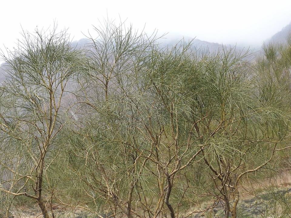 Arbusti di ginestra dell'Etna nella nebbia