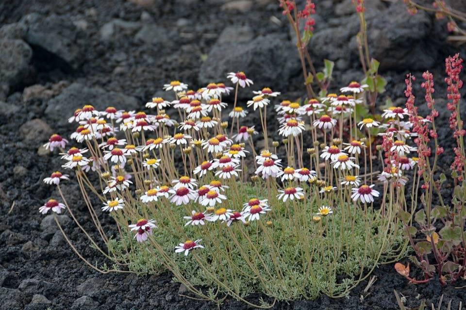 Cuscini fioriti di camomilla dell'Etna (Anthemis aetnensis) sulla sabbia vulcanica