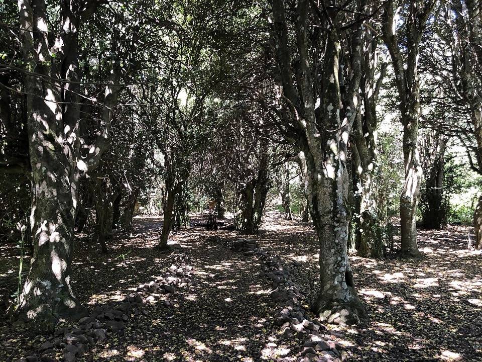 Il sentiero che passa fra i tronchi del bosco di agrifogli di Piano Pomo