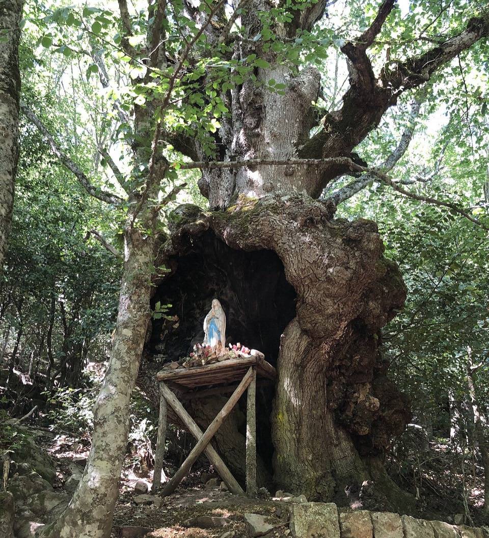 La Madonnina nel tronco cavo di un grande albero, lungo il sentiero