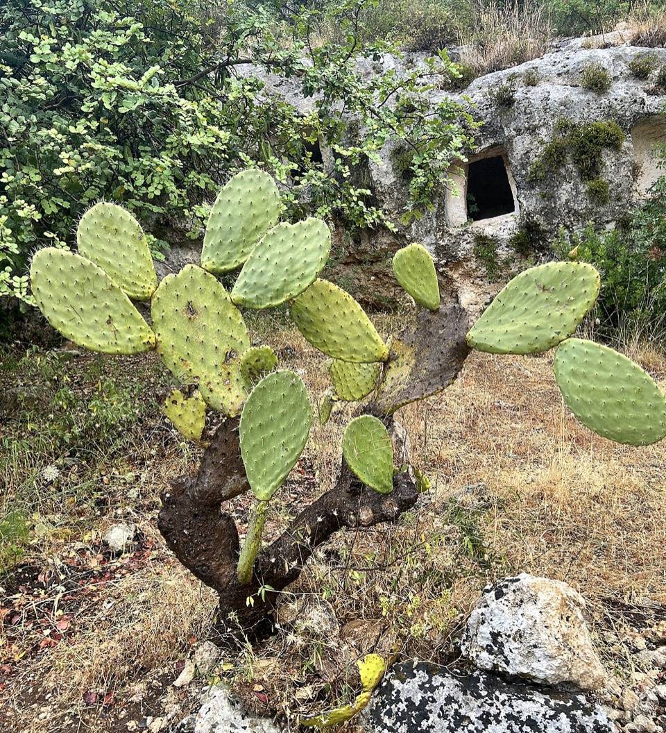 Un fico d'India davanti a una tomba sicula scavata nella roccia, a Pantalica