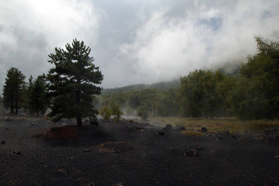 Pini e colate scure nella nebbia a Monte Sartorius, sul versante nord-est